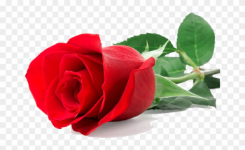 Single Red Rose - Single Red Rose Png Single Red Rose - Single Red Rose Png