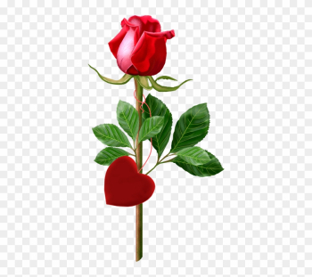 Single Rose Clipart - Rose Good Morning Single Rose Clipart - Rose Good Morning