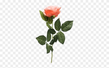 Single Rose Stem Orange - Single Rose Flower Png Single Rose Stem Orange - Single Rose Flower Png
