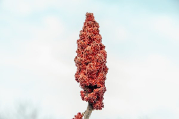 Single Sumac Branch Single Sumac Branch