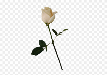 Single White Rose Png Single White Rose Png