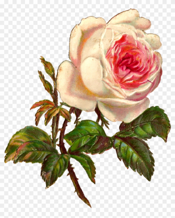 Single White Rose Png - White Rose Illustration Png Single White Rose Png - White Rose Illustration Png