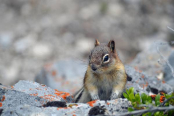 Sitting Squirrel Sitting Squirrel