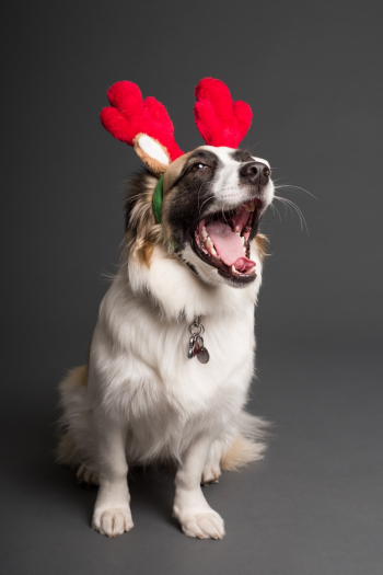 Sitting White and Brown Dog With Reindeer Headband Sitting White and Brown Dog With Reindeer Headband