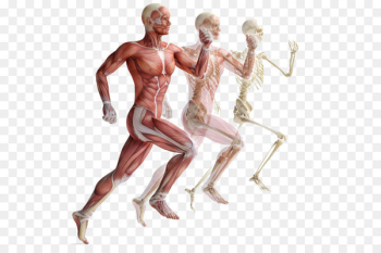 Skeletal muscle Human skeleton Muscular system - Movement of human muscle anatomy 