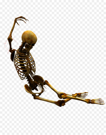 Skeleton at the 2018 Winter Olympics - Women Bone Human skeleton - skeleton 