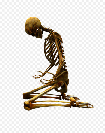 Skeleton Bone Clip art - Bones 