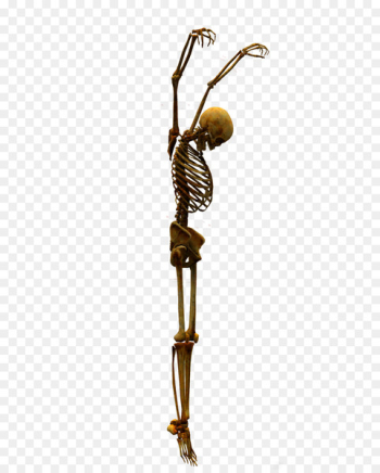 Skeleton Bone Skull - Skull Skeleton Bone Skull - Skull