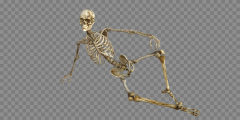 Skeleton Bones Anatomy - Free image on Pixabay Skeleton Bones Anatomy - Free image on Pixabay