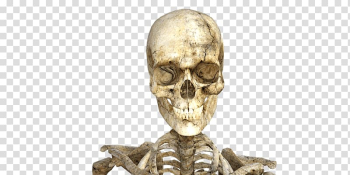 Skeleton illustration, Real Skeleton Halloween transparent background PNG clipart