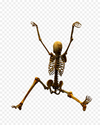 Skeleton u9ab7u9ac5 Bone - Skull Skeleton u9ab7u9ac5 Bone - Skull