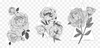 Sketch Drawing Peony Illustration Image - peony 