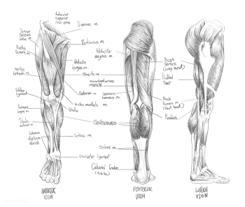 Sketch of Muscular system | Free stock vector - 66037 Sketch of Muscular system | Free stock vector - 66037