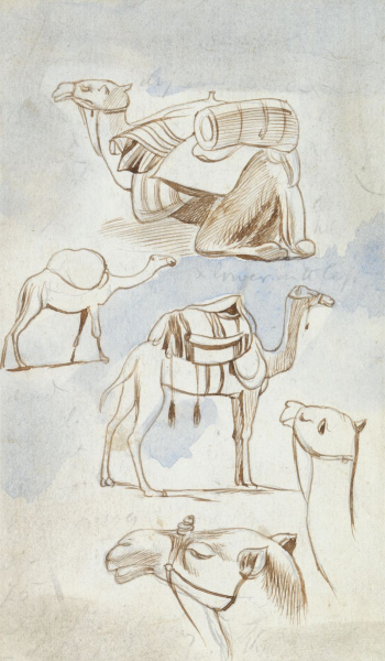 Sketch studies of camels | Free Photo - rawpixel Sketch studies of camels | Free Photo - rawpixel