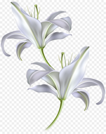 Skin Sunscreen Moisturizer Facial Anti-aging cream - Vector hand-painted white lily 