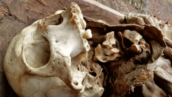Skull Skull