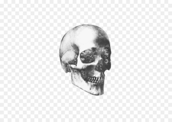 Skull art Human skeleton Human skull symbolism - Skull Skull art Human skeleton Human skull symbolism - Skull