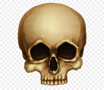 Skull Calavera Halloween Skeleton - Halloween Skull PNG Picture 