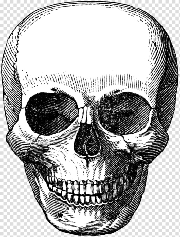 Skull Calavera Human skeleton, skull transparent background PNG clipart Skull Calavera Human skeleton, skull transparent background PNG clipart