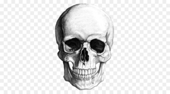 Skull Clip art - Sketch Skull Skull Clip art - Sketch Skull