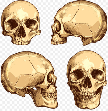 Skull Drawing Royalty-free Illustration - Vector horror skull 