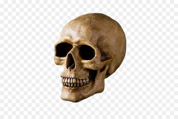 Skull u9ab7u9ac5 Bone Head - Skull Skull u9ab7u9ac5 Bone Head - Skull