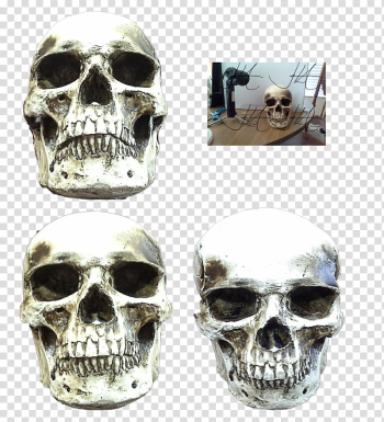 Skull Various Angles updated, gray skull decor transparent background PNG clipart Skull Various Angles updated, gray skull decor transparent background PNG clipart