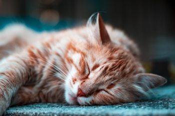 Sleeping Brown Tabby Cat Sleeping Brown Tabby Cat