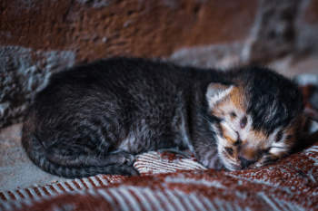 Sleeping Cat