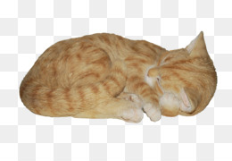 Sleeping Cat PNG - Sleeping Cat Drawing. Sleeping Cat PNG - Sleeping Cat Drawing.