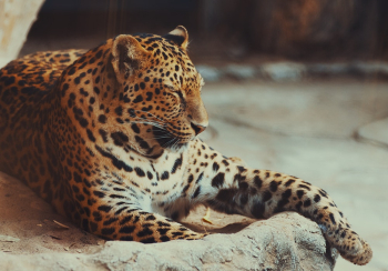 Sleeping Leopard Sleeping Leopard
