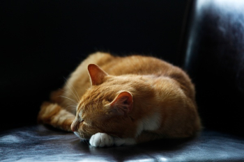 Sleeping Orange Tabby Cat Sleeping Orange Tabby Cat