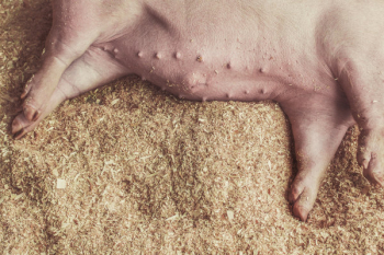 Sleeping Pigs Free Photo Sleeping Pigs Free Photo