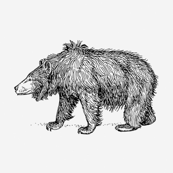 Sloth bear, animal illustration. Free | Free Photo Illustration - rawpixel Sloth bear, animal illustration. Free | Free Photo Illustration - rawpixel