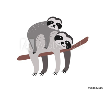 Sloth with baby resting on tree branch isolated on white background Sloth with baby resting on tree branch isolated on white background