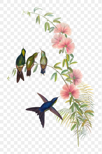 Small-billed Thornbill png bird sticker, | Free PNG Illustration - rawpixel Small-billed Thornbill png bird sticker, | Free PNG Illustration - rawpixel