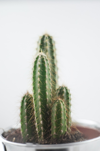 Small cactus Small cactus