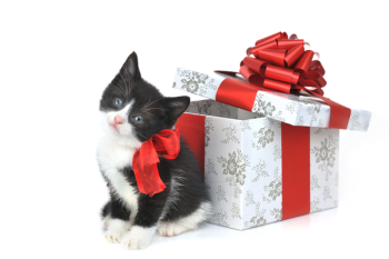 small cute kitten near gift box small cute kitten near gift box