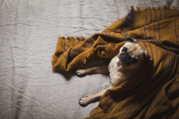 Small Dog Under Blanket Small Dog Under Blanket