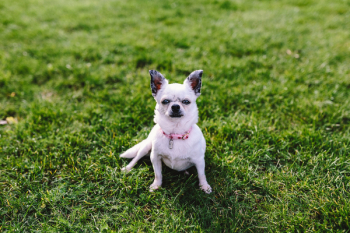 Small dogs on the grass Small dogs on the grass