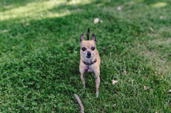 Small dogs on the grass Small dogs on the grass