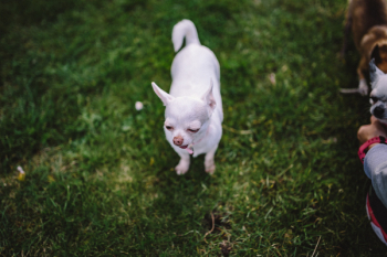 Small dogs on the grass Small dogs on the grass