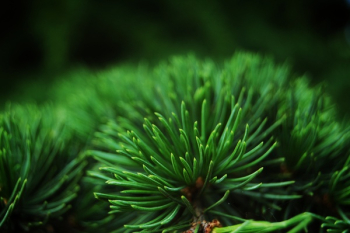 Small Green Plant