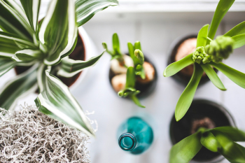 Small houseplants | Free stock photo - 436202