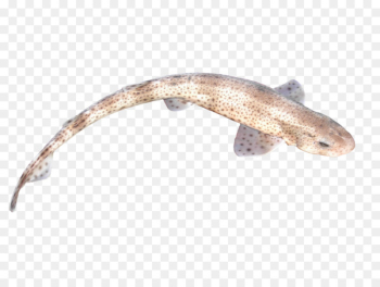 Small-spotted catshark Fish Buridda Seafood - Fish Image Png Small-spotted catshark Fish Buridda Seafood - Fish Image Png