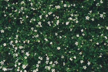 Small white wildflowers background | Free public domain photo - 430481 Small white wildflowers background | Free public domain photo - 430481