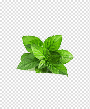 Smoothie Chutney Mentha arvensis Peppermint Mentha spicata, Leaves of Grass,Flowers,decoration,green transparent background PNG clipart