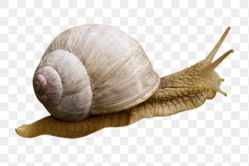 Snail, animal png sticker, animal, | Free PNG - rawpixel Snail, animal png sticker, animal, | Free PNG - rawpixel
