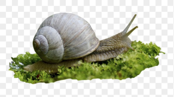 Snail, animal png sticker, animal, | Free PNG - rawpixel Snail, animal png sticker, animal, | Free PNG - rawpixel