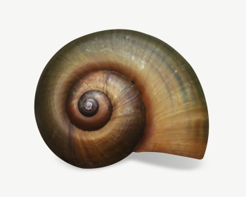 Snail shell collage element | Free PSD - rawpixel Snail shell collage element | Free PSD - rawpixel